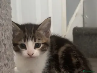 Mixed Breed cats 5 beautiful kittens ready to leave - Advert 1