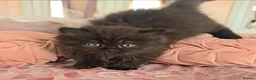Munchkin cats for sale: 'Rughugger'Minuet kittens - Advert 17