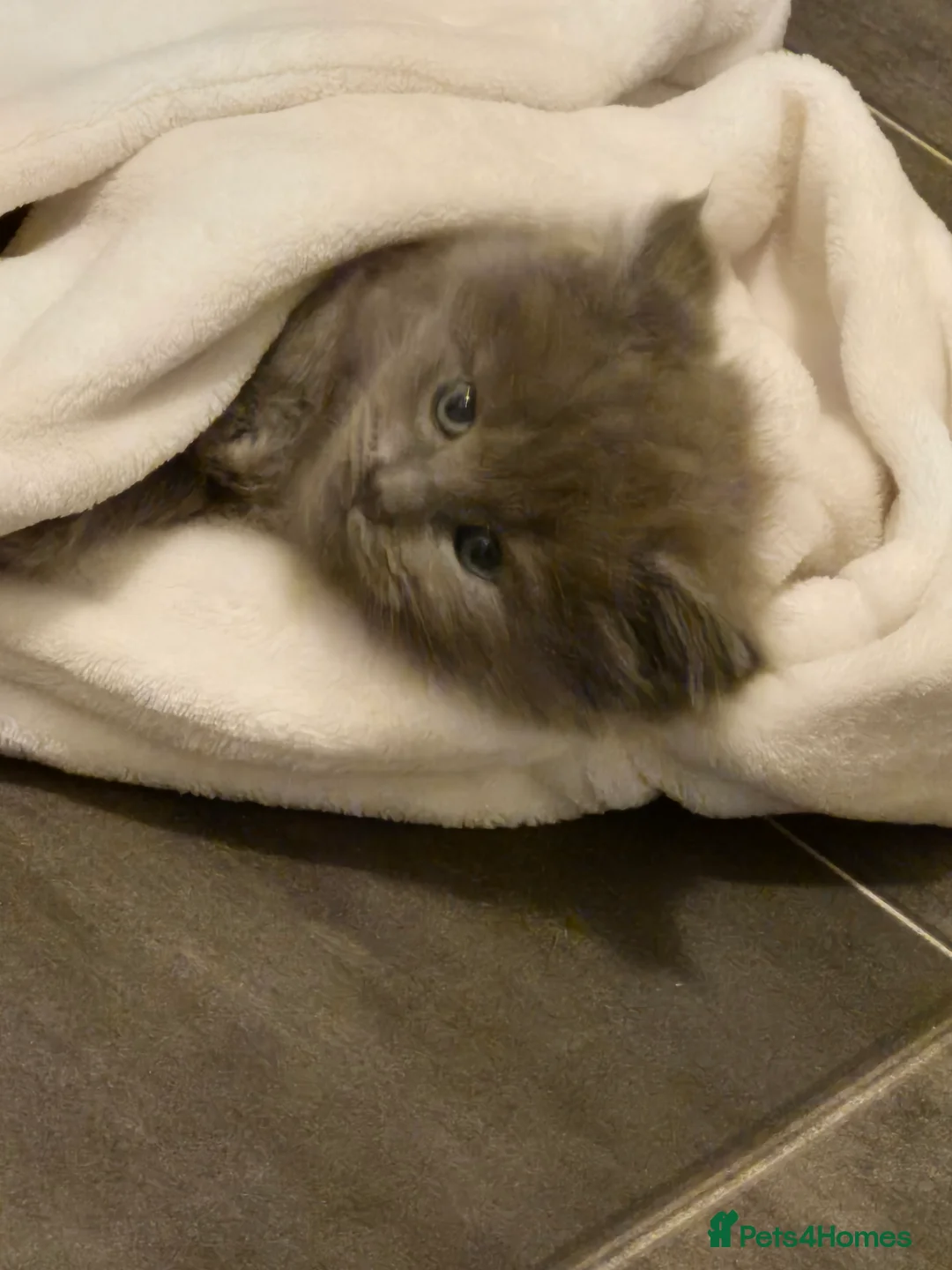 Mixed Breed cats for sale: Mainecoon x ragdoll kittens - Advert 2