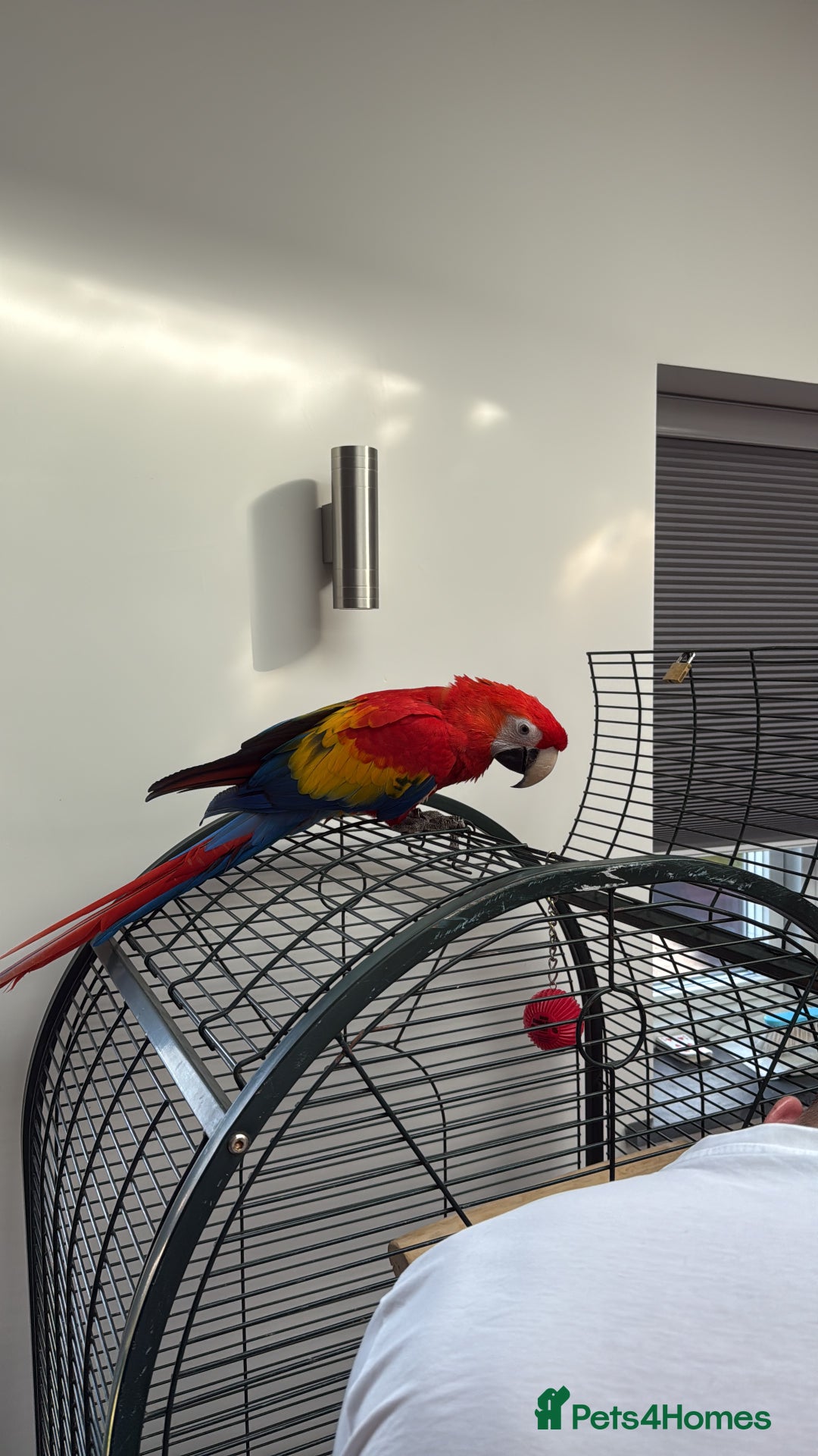 Macaws birds for sale: Scarlet macaw - Image 2