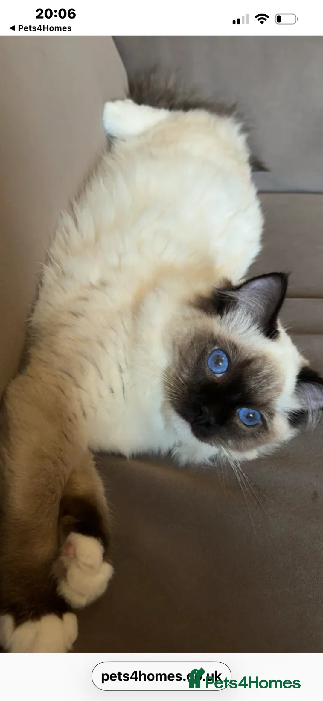 Ragdoll cats for sale: Blue eyes ragdoll male  - Advert 2
