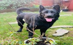 German Shepherd dogs for stud: Beautiful Black German Shepherd  in Sutton Coldfield - Image 6