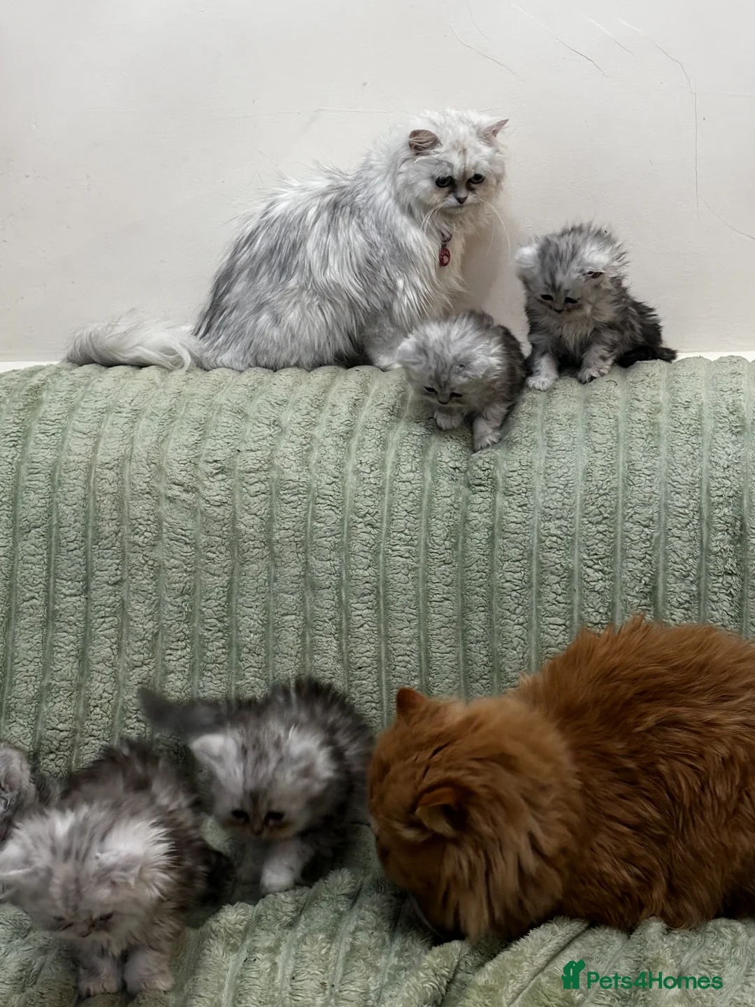 Persian cats for sale: Stunning Persian-Type Kittens - Advert 2