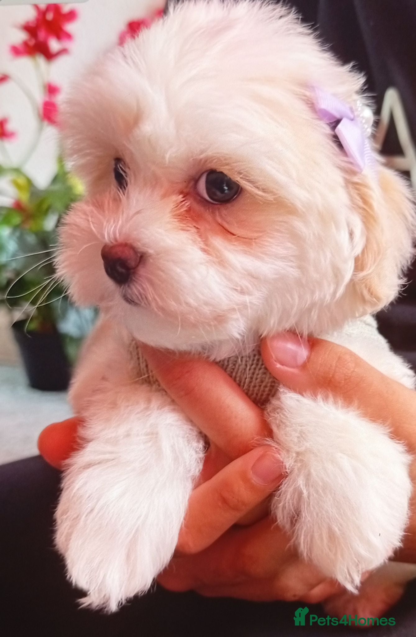 Maltipoo dogs Quality F1 Maltipoo puppy ready! - Advert 11
