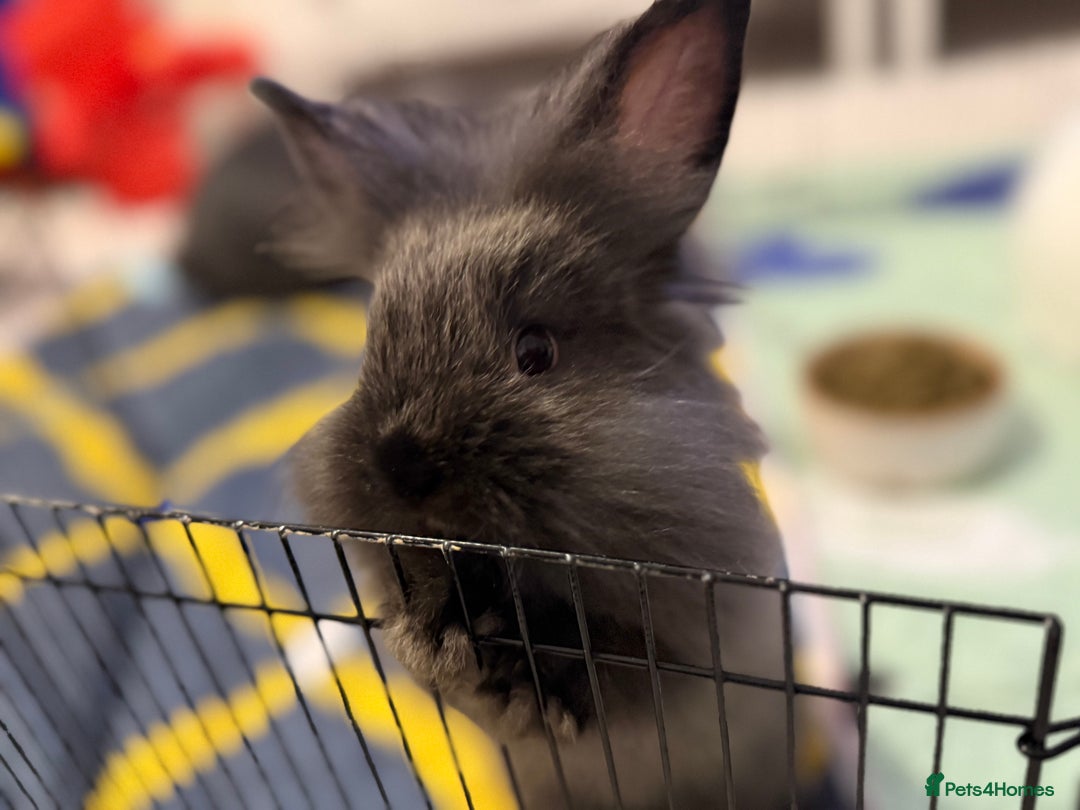 Lionhead rabbits for sale: Lionhead  - Advert 6