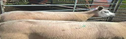 Sheep livestock for sale: Pedigree Texel Gimmer Shearlings in Whitby - Advert 4
