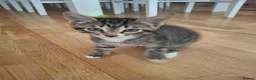 Mixed Breed cats for sale: Kittens in Walton-on-Thames - Advert 6