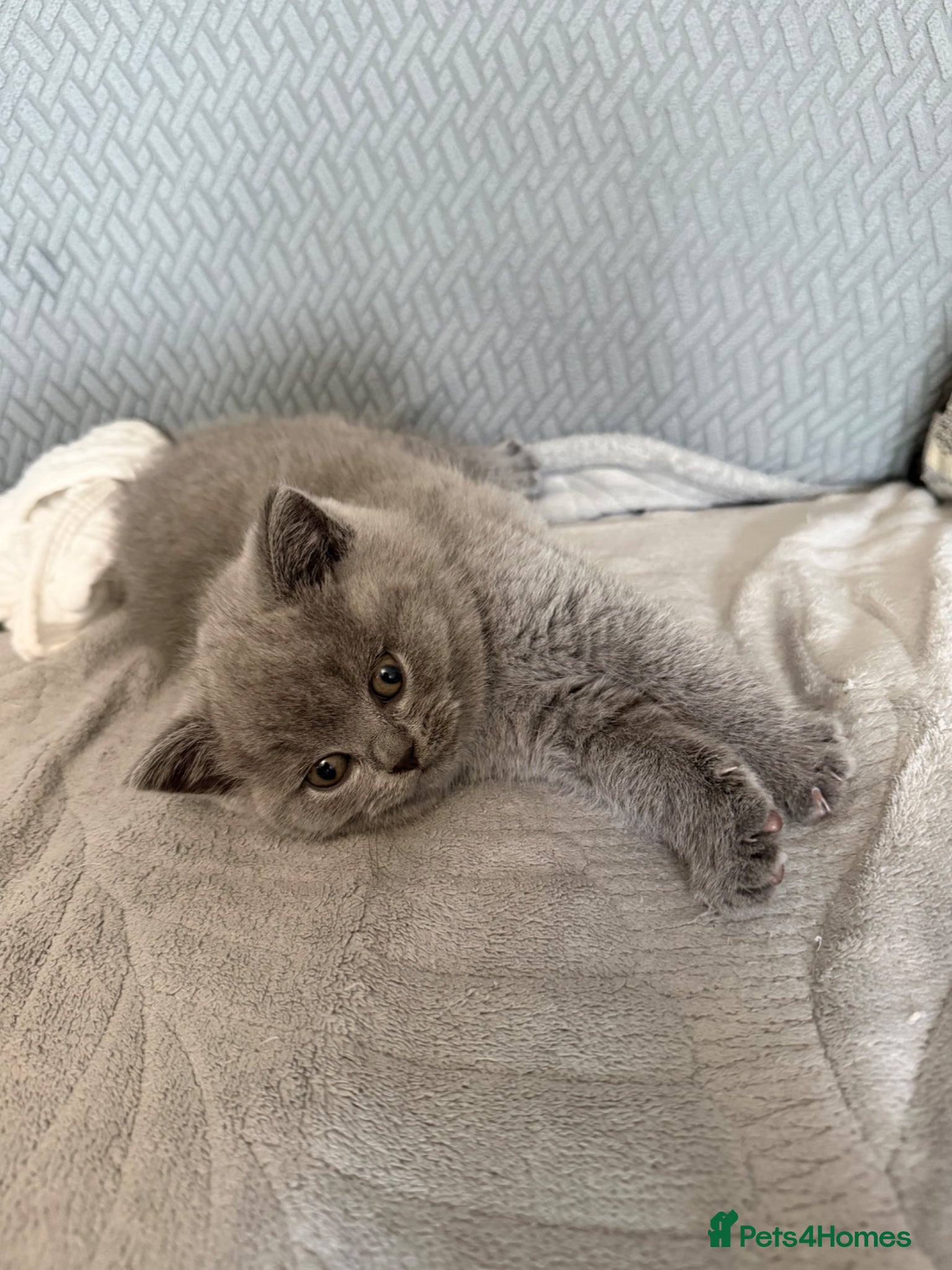 British Shorthair cats Male British shorthair  - Advert 1
