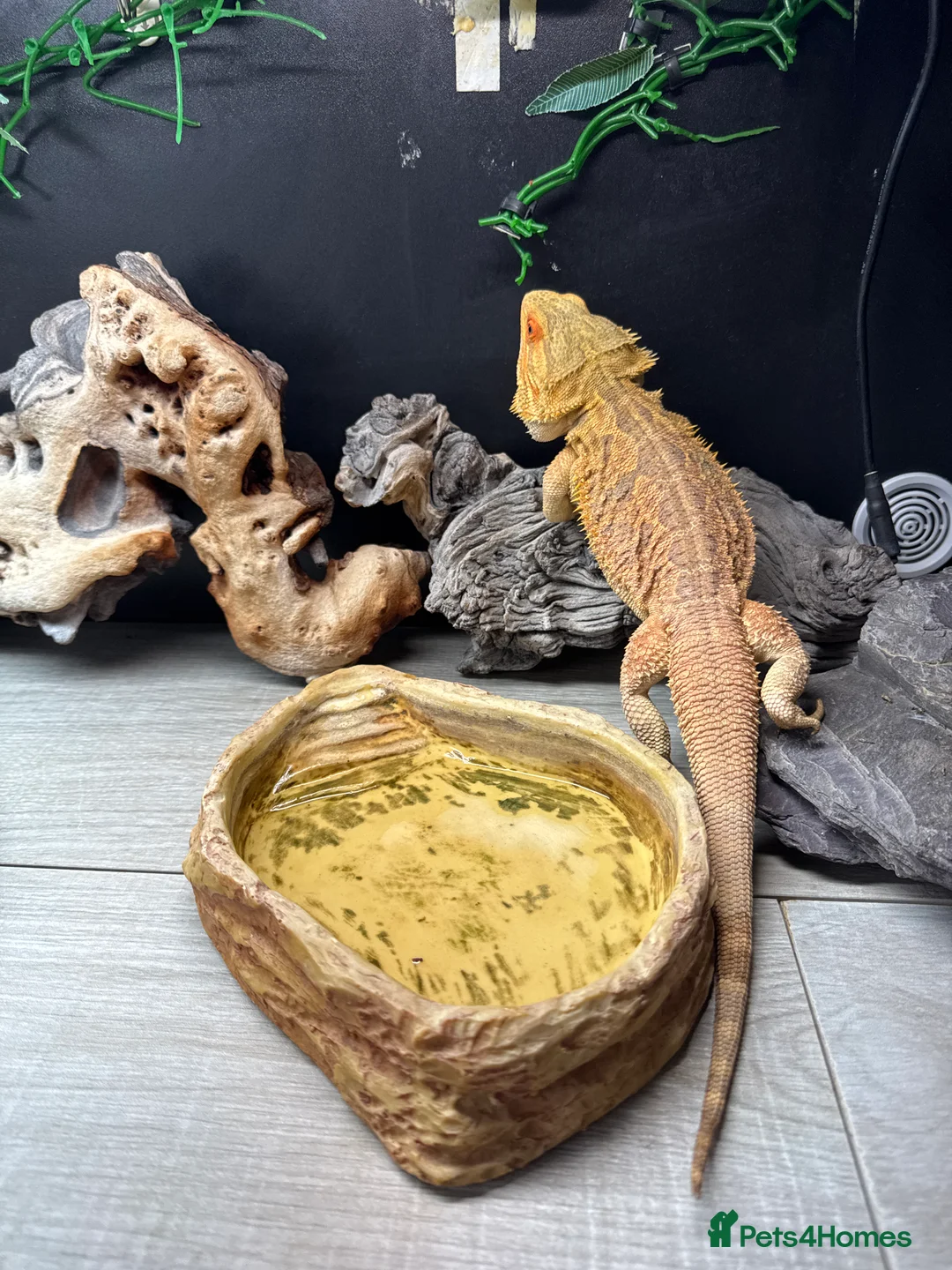 Bearded Dragon reptiles for sale: Bearded dragon  in Yateley - Advert 3