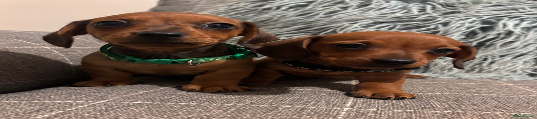 Miniature Dachshund Puppy 1
