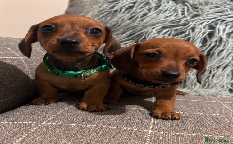 Miniature Dachshund dogs - Advert 3