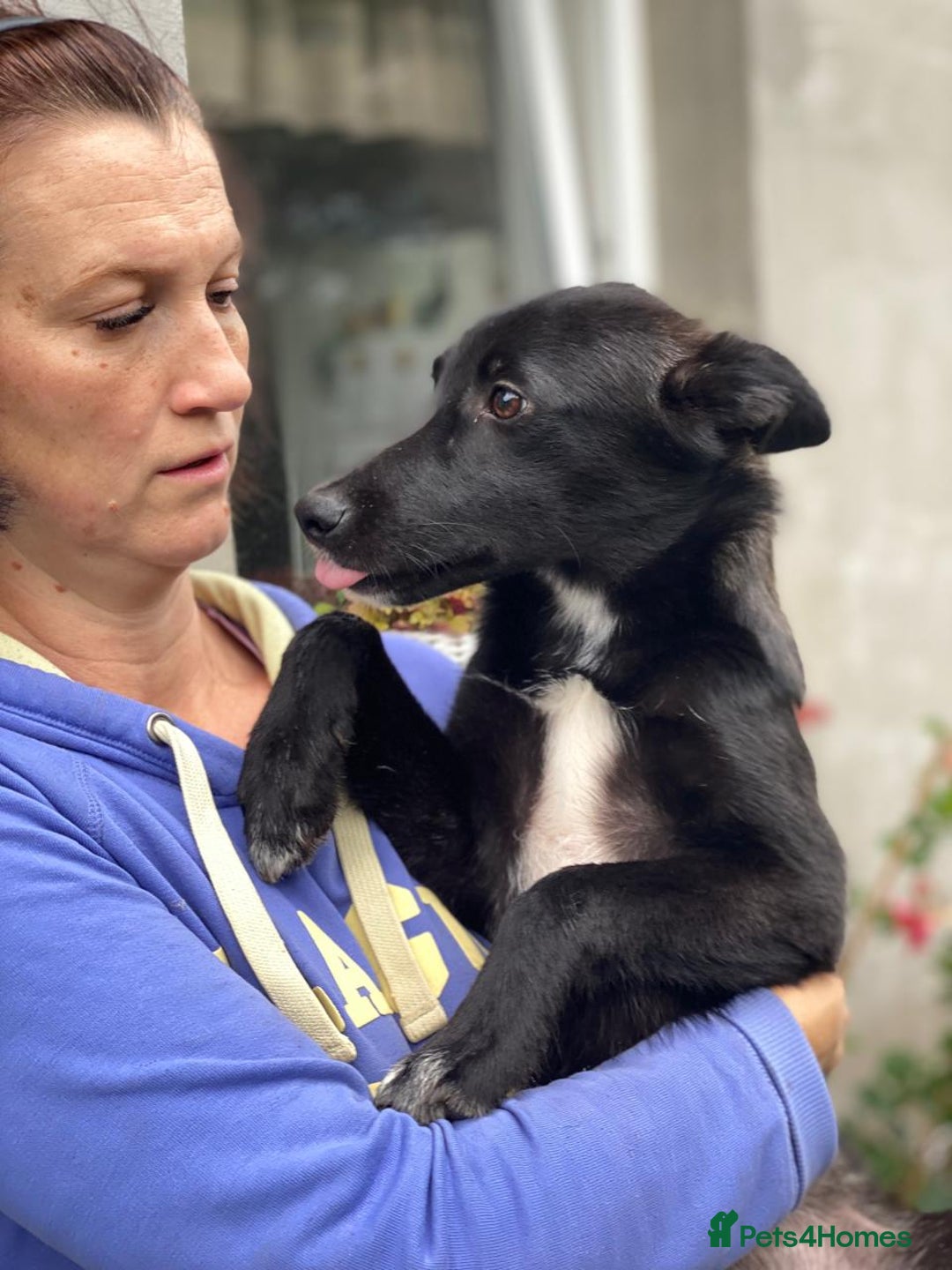 Mixed Breed dogs for adoption: ❤️Sandra, 7(8) month-old lower-medium girl ❤️ - Advert 3