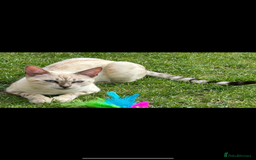 Bengal cats for sale: snow lynx - Image 2