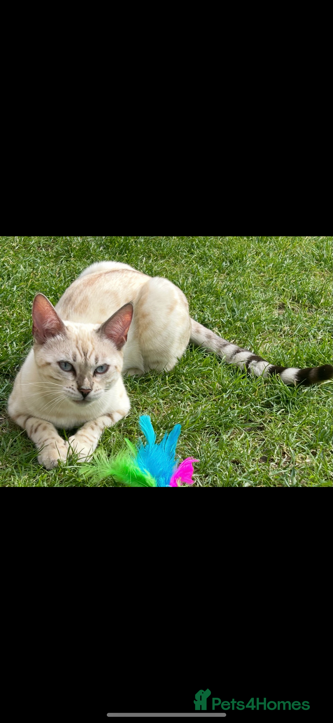 Bengal cats for sale: snow lynx - Image 2
