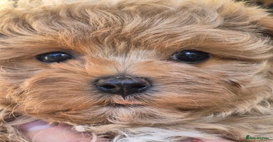 Maltipoo dogs - Advert 4
