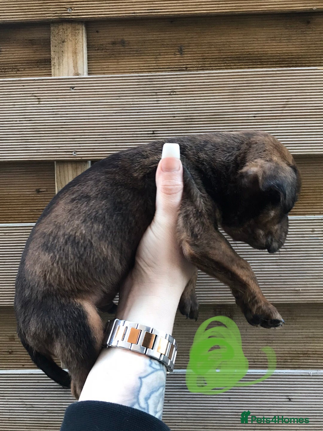 Mixed Breed dogs for sale: Bullweiller pups Merle  - Advert 14