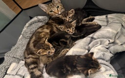 British Shorthair cats for sale: Kittens 🐾  - Image 1
