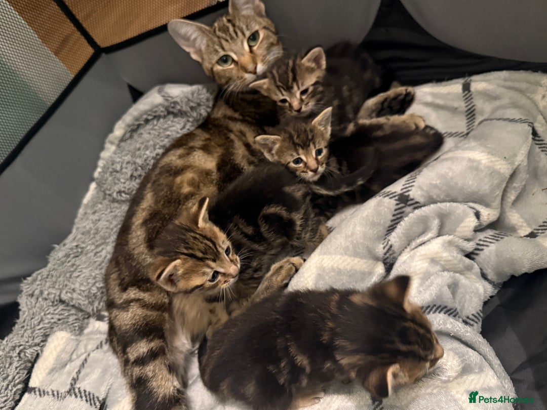 British Shorthair cats for sale: Kittens 🐾  - Image 1