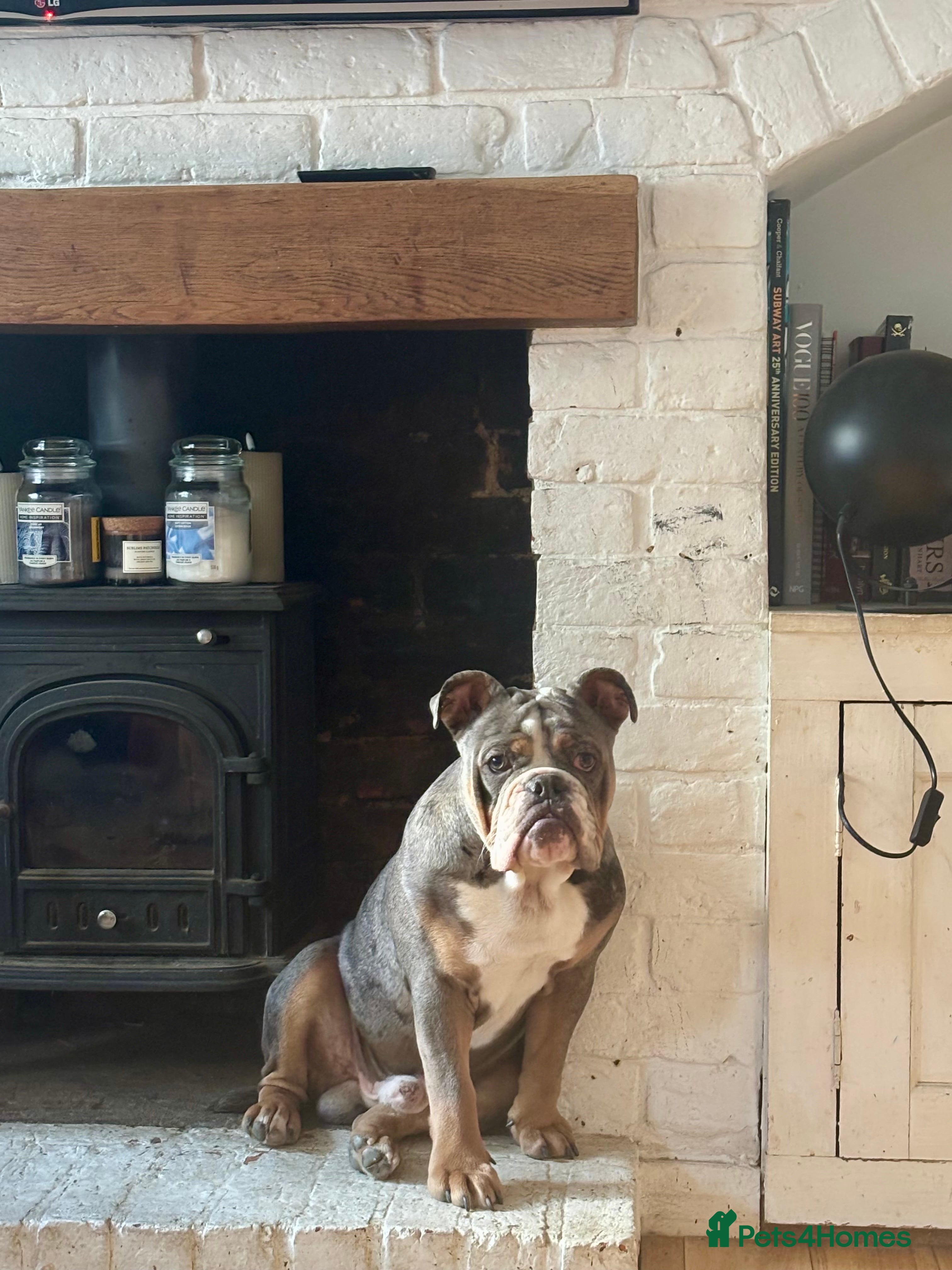 Olde English Bulldogge dogs Olde English bulldog  - Advert 8