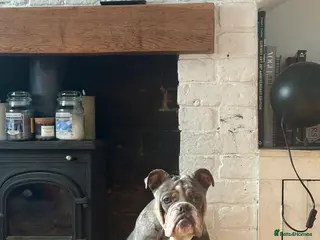 Olde English Bulldogge dogs Olde English bulldog - Advert 8