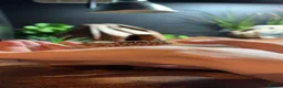 Leopard Gecko reptiles for sale: Leopard Gecko (read description) - Advert 3