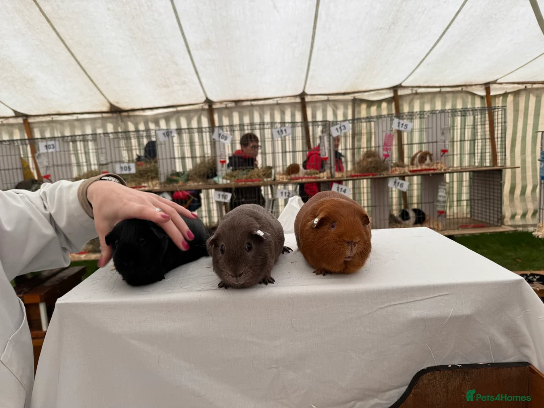 Guinea Pig rodents for sale: Beautiful guinea pigs - Advert 6
