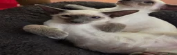 Siamese cats for sale: Siamese Seal Tabby Point kitten  - Advert 7