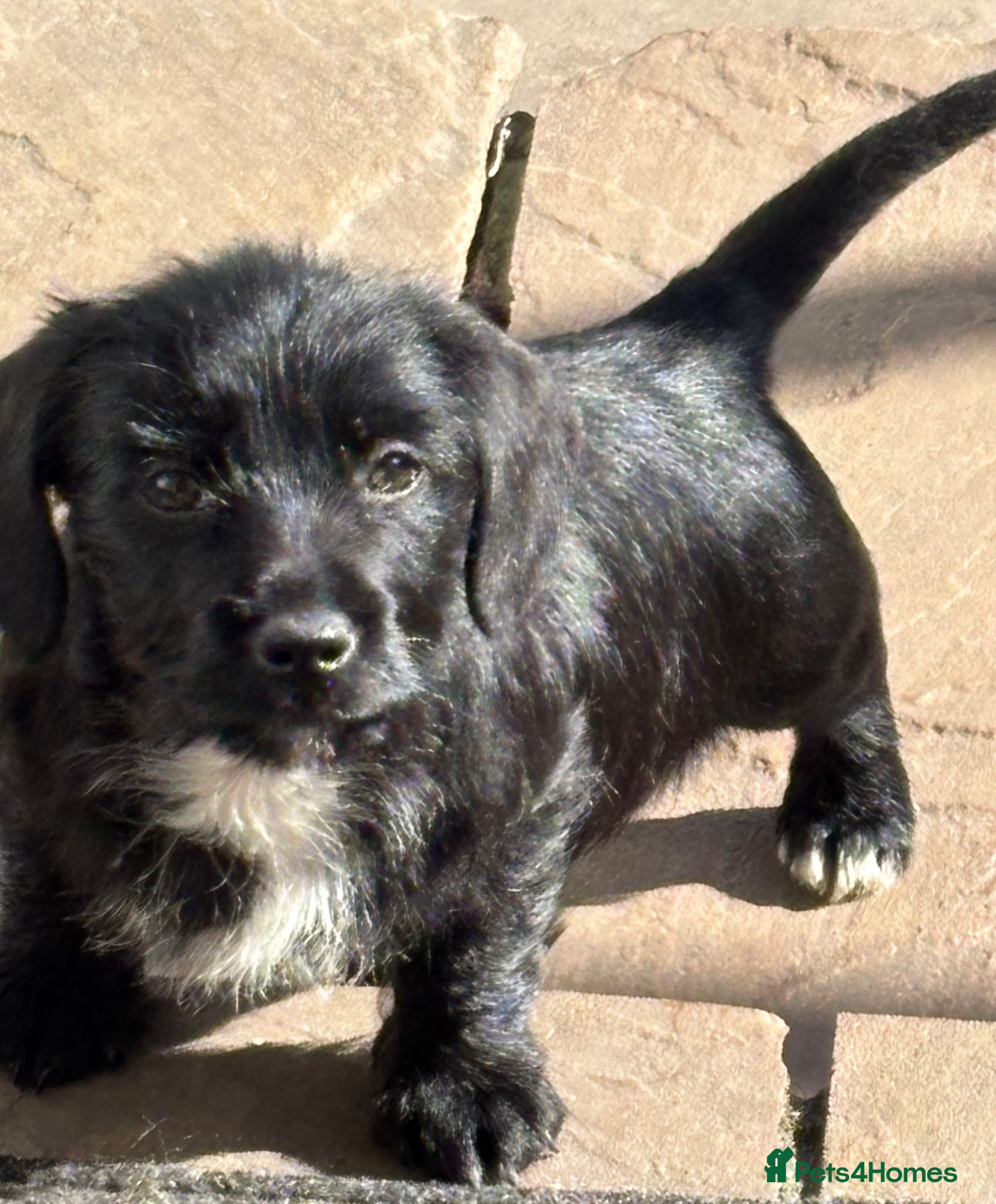 Mixed Breed dogs Dachshund cross Yorkshire terrier  - Advert 5