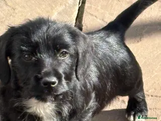 Mixed Breed dogs Dachshund cross Yorkshire terrier - Advert 5