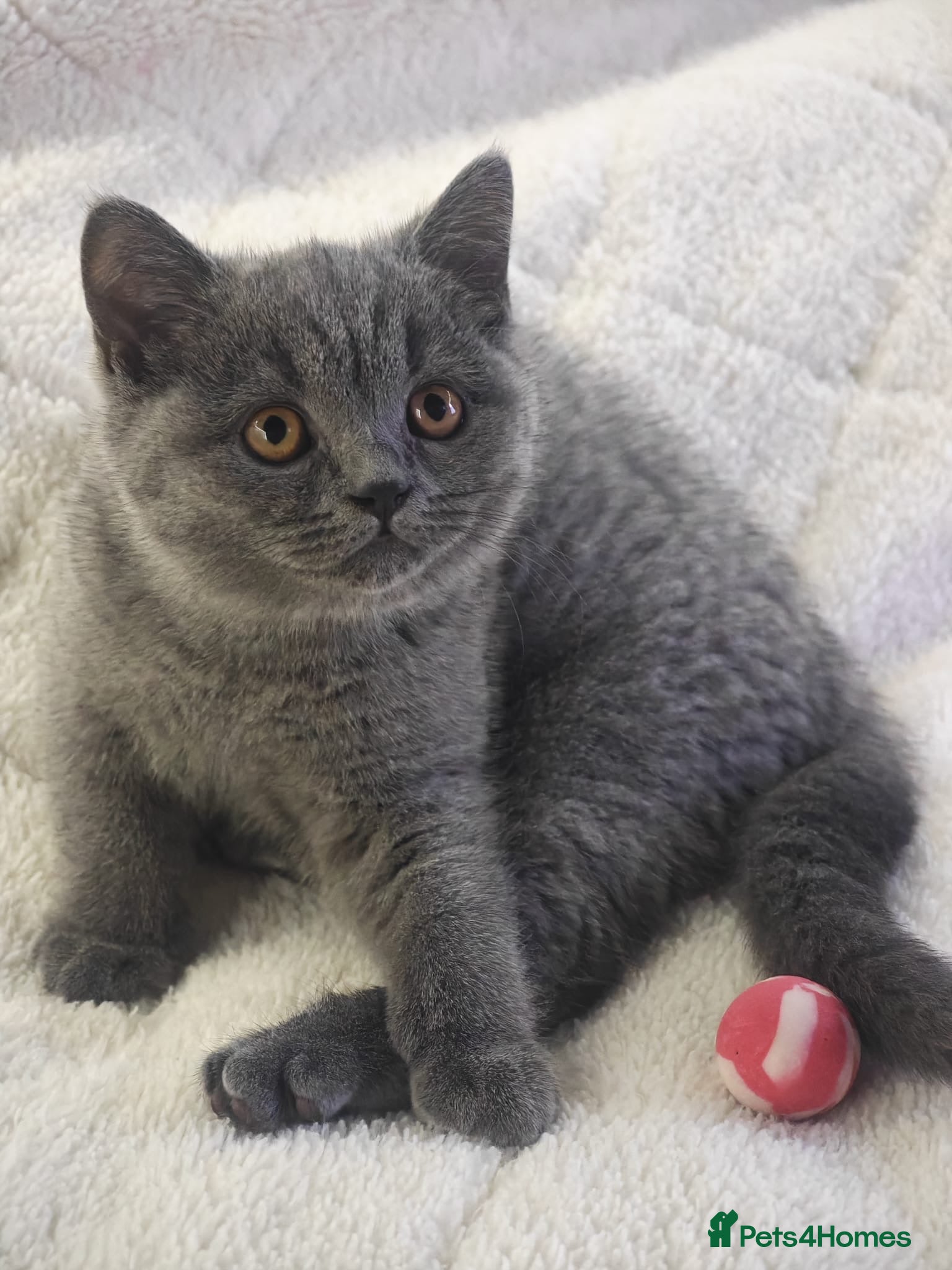 British Shorthair cats British Shorthair Blue-Grey Girl Kitten - Advert 8