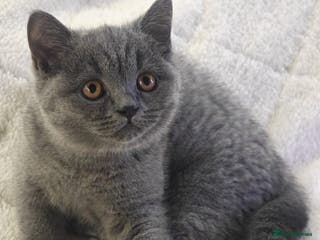 British Shorthair cats British Shorthair Blue-Grey Girl Kitten - Advert 8
