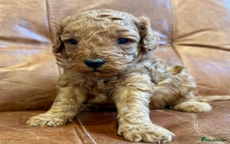 Toy Poodle dogs for sale: Toy poodles  - Image 10