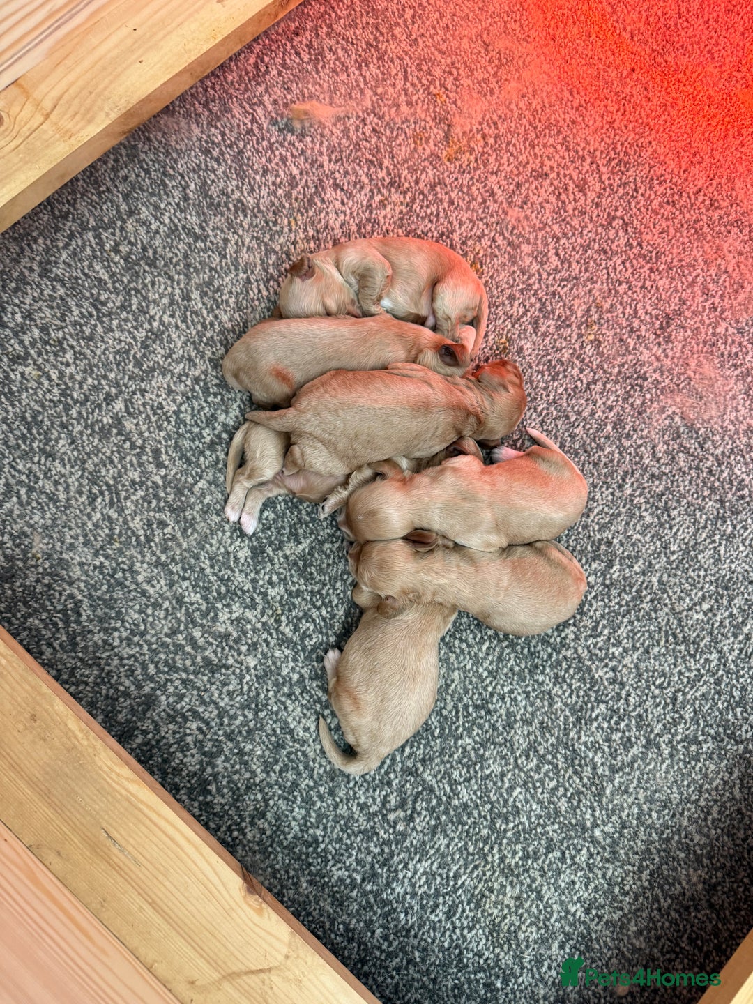 Cockapoo dogs for sale: Most extensively genetically health tested pups  - Image 9