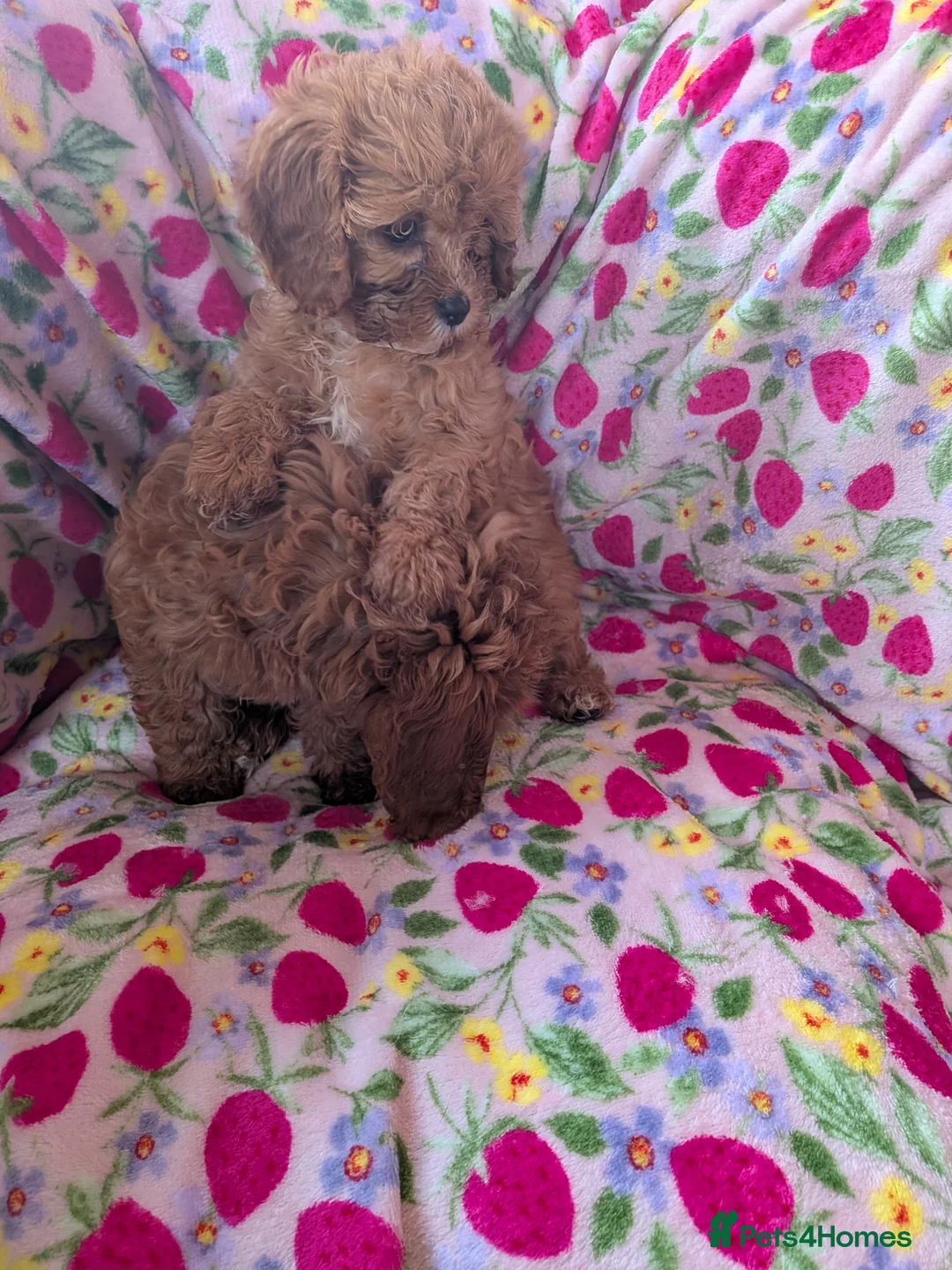 Cavapoo dogs for sale: 🌟 Stunning F1 cavapoo puppies 🌟 - Advert 4