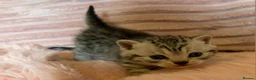 British Shorthair cats for sale: Beautiful bsh kittens  - Advert 23
