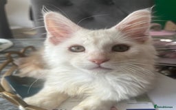 Maine Coon cats for sale: 2 maine coon kittens💕 - Image 8