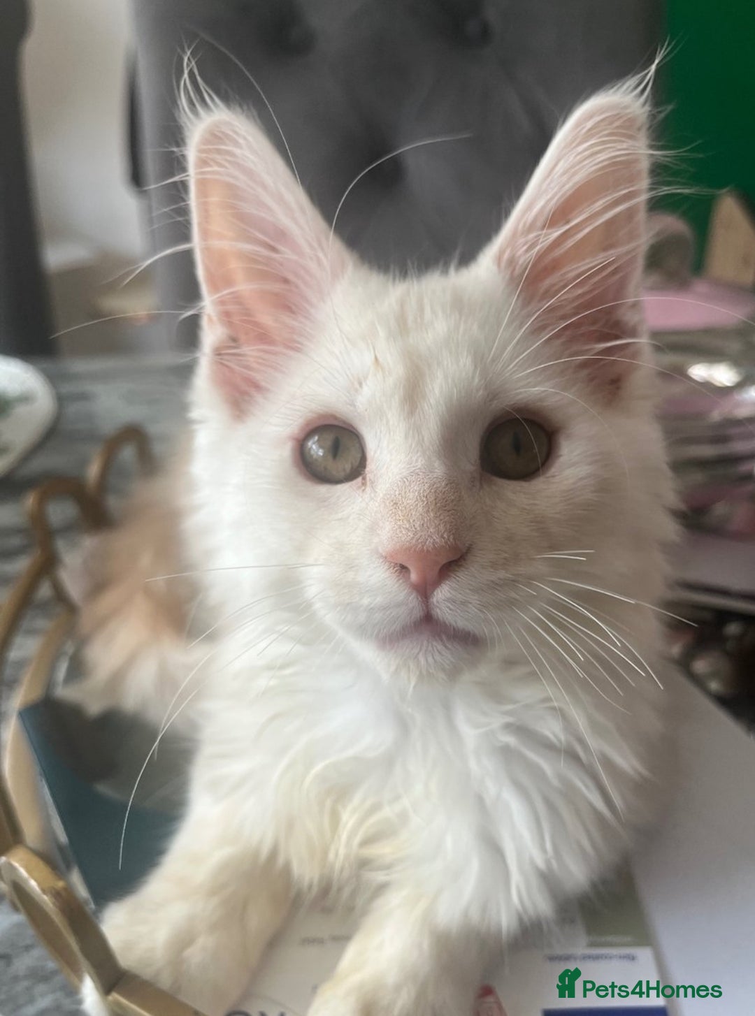 Maine Coon cats for sale: 2 maine coon kittens💕 - Image 8