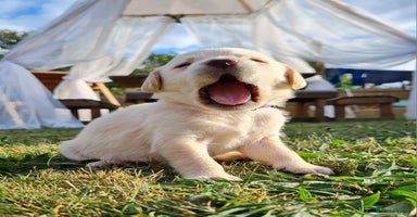 Labrador Retriever dogs - Advert 6