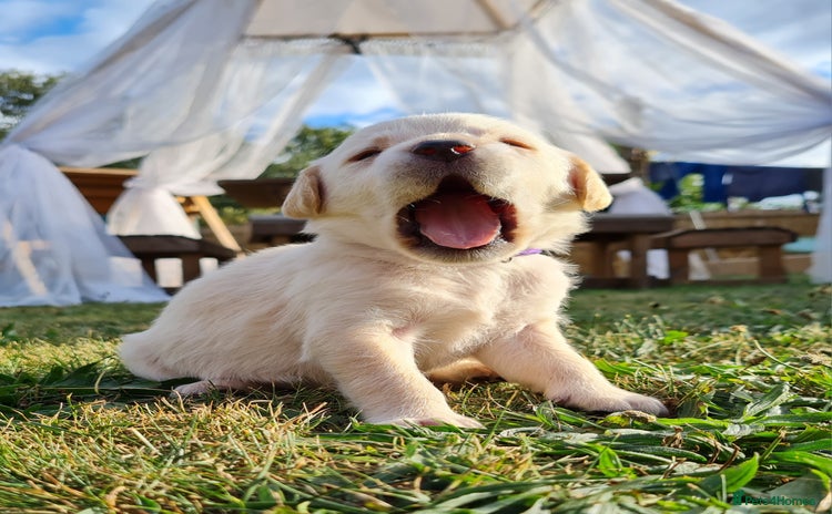 Labrador Retriever dogs - Advert 3