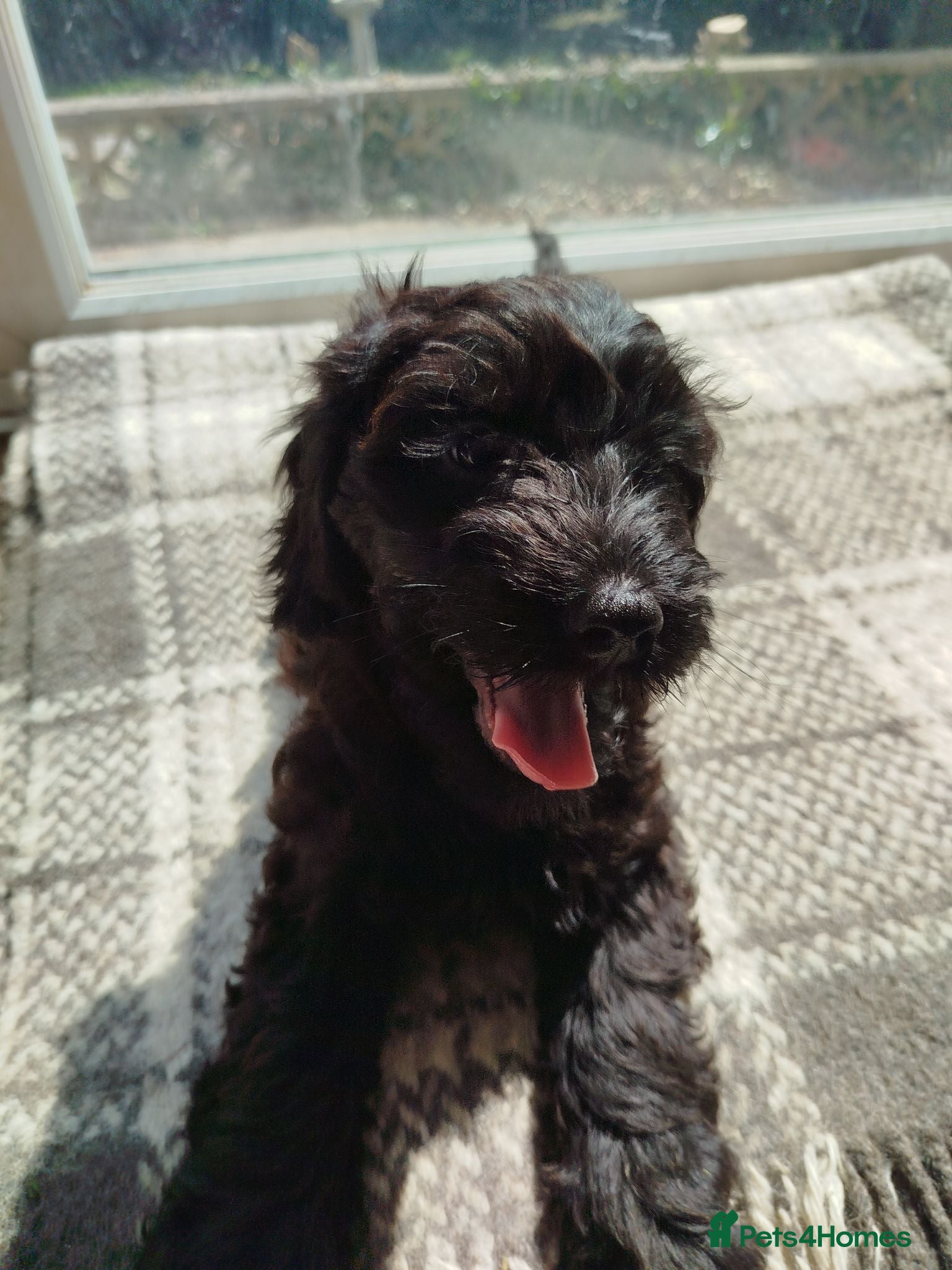 Cockapoo dogs  Cockerpoo f2 Ready to leave (3 girls+2 boys - Advert 1