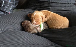 Cockapoo dogs for sale: Adorable F2b Cockapoo Puppies – Ready to Reserve  - Image 21