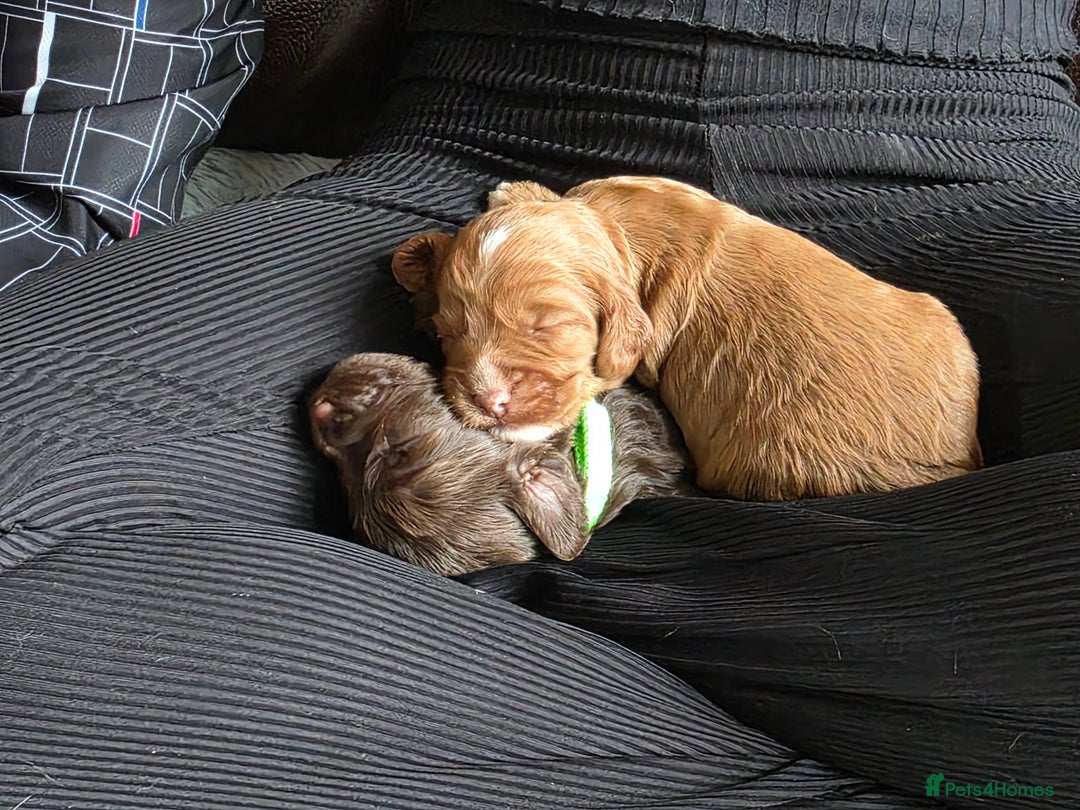 Cockapoo dogs for sale: Adorable F2b Cockapoo Puppies – Ready to Reserve  - Image 21