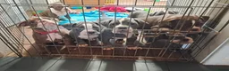 Olde English Bulldogge dogs for sale:  old time English bulldog puppies for sale!!! - Advert 9
