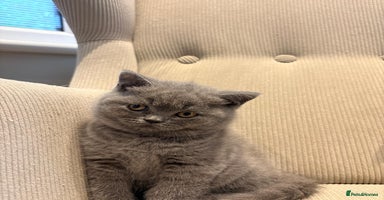 British Shorthair cats - Advert 12