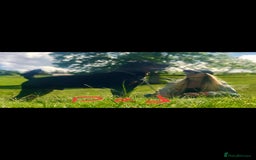 Rottweiler dogs for sale: Fabulous German bloodline pups - Image 6