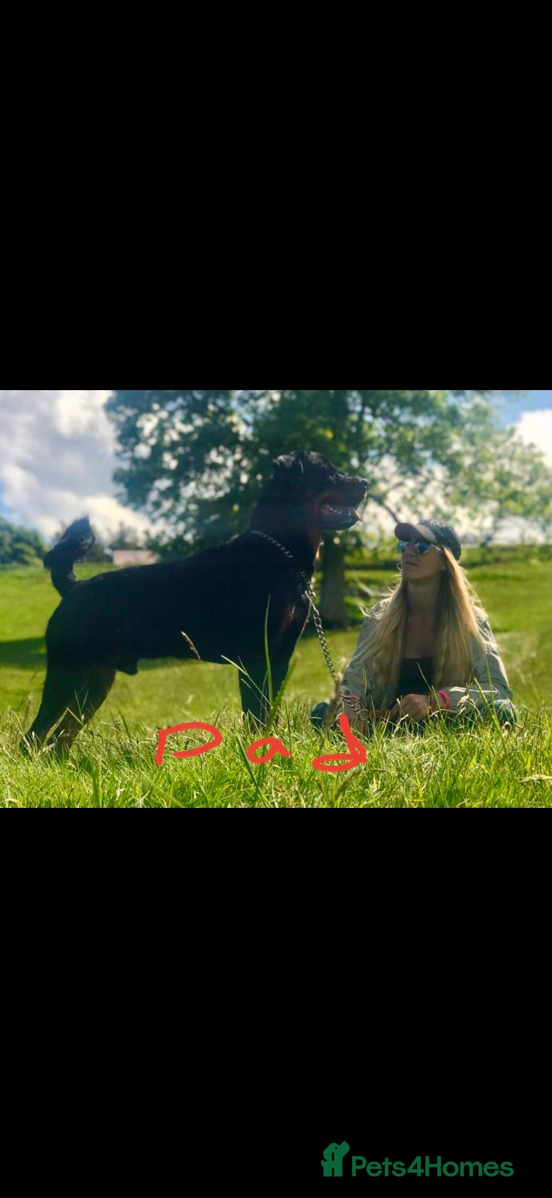 Rottweiler dogs for sale: Fabulous German bloodline pups - Image 6