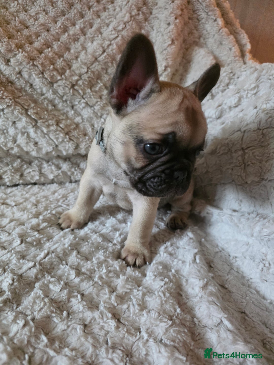 French Bulldog dogs for sale: French bulldog puppies  - Image 1