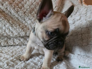 French Bulldog dogs for sale - Advert 1