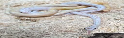 Snake reptiles for sale: Mixed Snakes - Advert 14