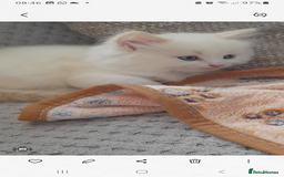 Ragdoll cats for sale: Ragdoll kitten - Image 7